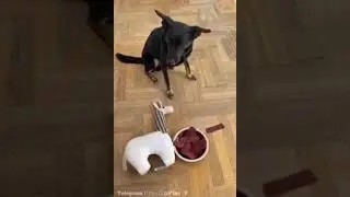 Несобачий корм 😂😂😂