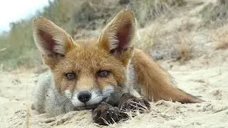 Foxes and friends.....