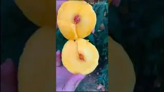 🤩😱Farm Fresh Ninja Fruit | Ajoyib |Вы еще этого не видели😍#mr