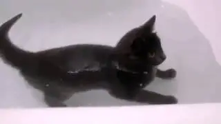 6. Кот любит плавать.