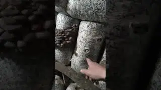 Price for Mushroom Blocks sale of Mushroom blocks for growing Oyster Mushrooms