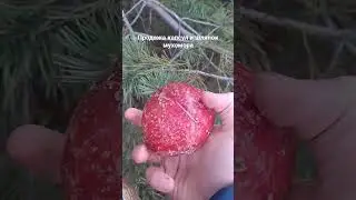 телеграмм @Pavel_Talanov