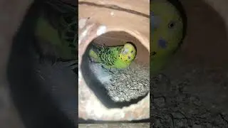 my normal Budgies produces lutino Budgies babies 🐣