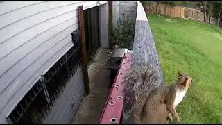 Surprised Squirrel