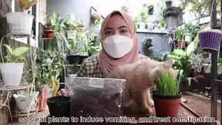 [VLOG] Wheatgrass For Bule