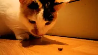 Chippie the cat eats a beetle