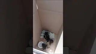 В Уфе спасли попавших в канализацию утят