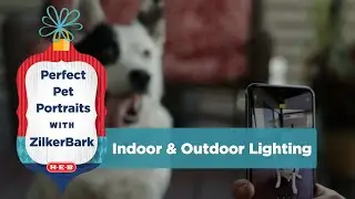 How to Take Perfect Pet Portraits with ZilkerBark: Indoor and Outdoor Lighting