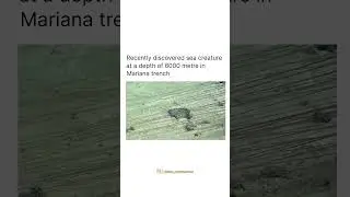creature found in Mariana trench #ocean #facts