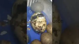 Coturnix Quail Hatching From Egg 🥚🐣 