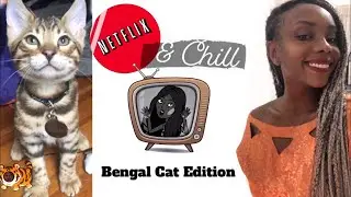 Bengal Cat Watches Netflix & Steals Food￼