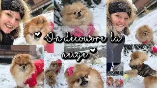 NALA DECOUVRE LA NEIGE┆ Spitz nain