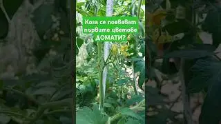КОГА да очакваме първата и слвдващи цветоносни китки? #домати #разсад #цветове