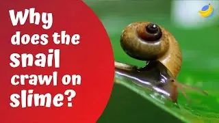 Why does the snail crawl on slime?
