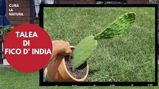 TALEA DI FICO D' INDIA, Come Moltiplicare la pianta di fico d' india