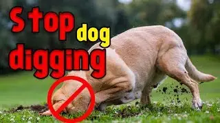 How to Stop your Dog From Digging up unnecessary Holes in Yard