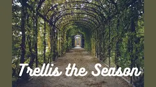 Transform Your Garden with DIY Trellis Magic!