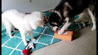 Cute Dogs | Unbox BullyMake Subscription Box