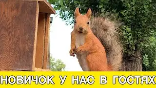 ИГРЫ БЕЛЬЧАТ. БЕЛКИ И ИХ БУДНИ