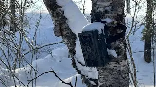 ФотоЛовушка. В главной роли - ЗАЯЦ. Весна 2024