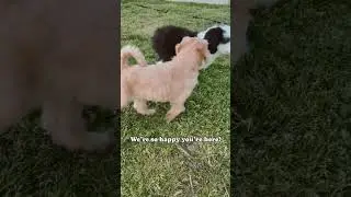 Welcome to the farm Olli, I hope you like it here. #sheepadoodle #doodles #puppy #farm