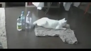 Сам себя напугал 🐱😂