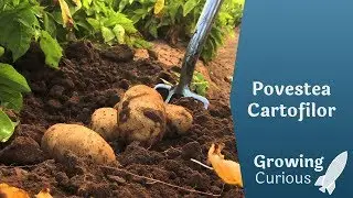 Povestea Cartofilor