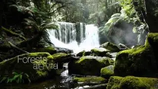International Day of Forests 2016