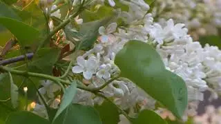 Остров детства моего.