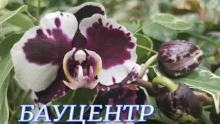 №827/ ОБЗОР орхидей в БАУЦЕНТРЕ