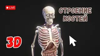 Строение костей. Изучаем в 3D