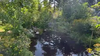 Passive Irrigation System in the Forest Garden: Basins, Ponds, & Swales