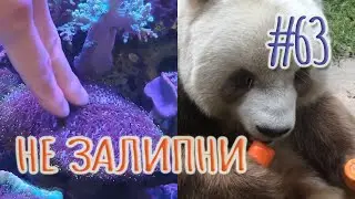 ЗАЛИПАТЕЛЬНЫЕ ВИДЕО ДЛЯ СНА ► РОЛИКИ ДЛЯ РЕЛАКСА СО ВСЕГО МИРА (АВГУСТ 2022) #63