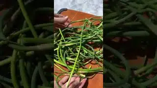 Garlic Scape Butter