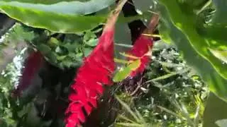 Tôi học đánh vần