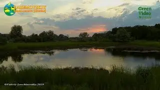 Purple heron / Ardea purpurea / Рыжая цапля. Yaremovskiy Nature Reserve. Green Video Wildlife