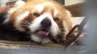 Red pandas in China part 3