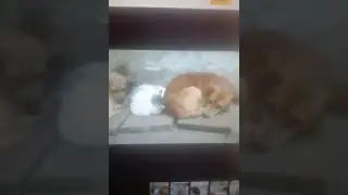 Мы в ответе за тех кого приручили!