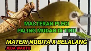 MATERI NOBITA X BELALANG MASTERAN PLECI