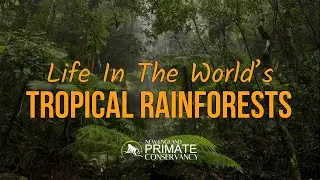 Life in the World's Tropical Rainforests
