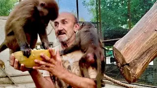 Посмотрите, Люське очень понравилась дыня, она просто села на нее,чтобы не дать Степашке!