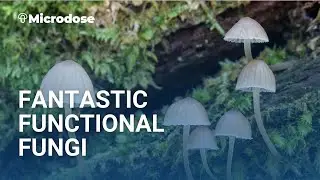 Fantastic Functional Fungi 🧠 🍄 — Spore Life Sciences Story