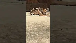Watch out! It’s fawn season!