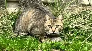 Кошка нашла своих котят мертвыми и спасла последнего котенка
