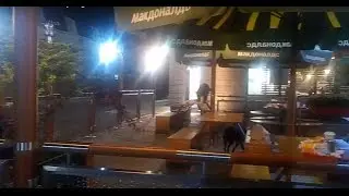 McDonalds for stray dogs. /  МакДоналдс для бродячих собак.