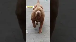 Esse cachorro é perigoso😢😂