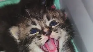 Kitten persia usia 19 hari #kitten #kittens #anakkucinglucu #anabul #kucingpersia #kucingimut