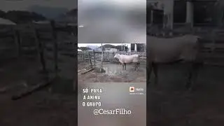 SÓ VAQUEIRO RAIZ kkkkk