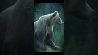Медведь мечтает! The bear is dreaming! #Shorts
