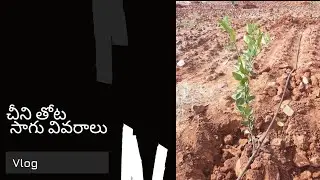 చీని తోట సాగు వివరాలు ౹ రైతు పాఠాలు ౹